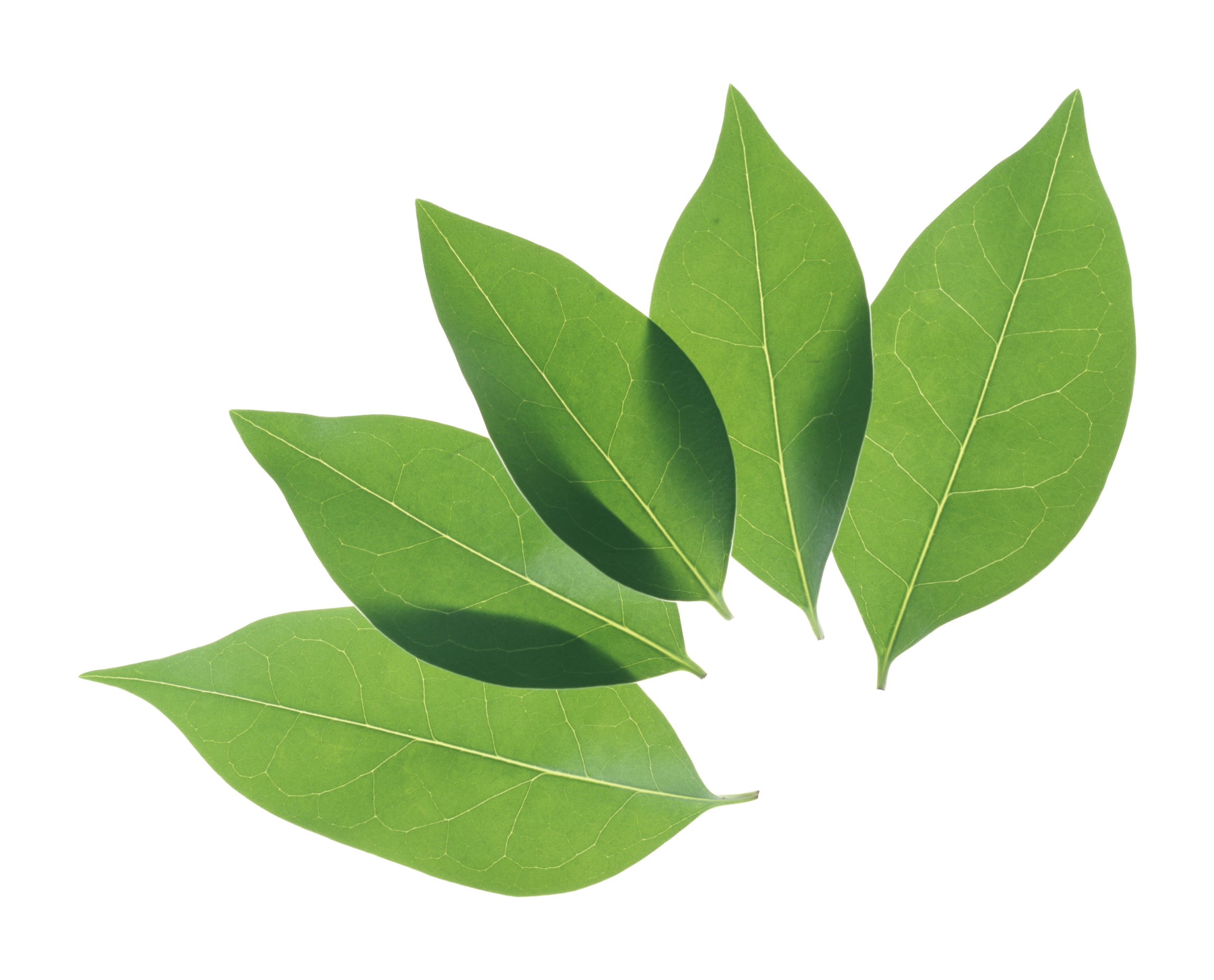 green_leaves_PNG3645